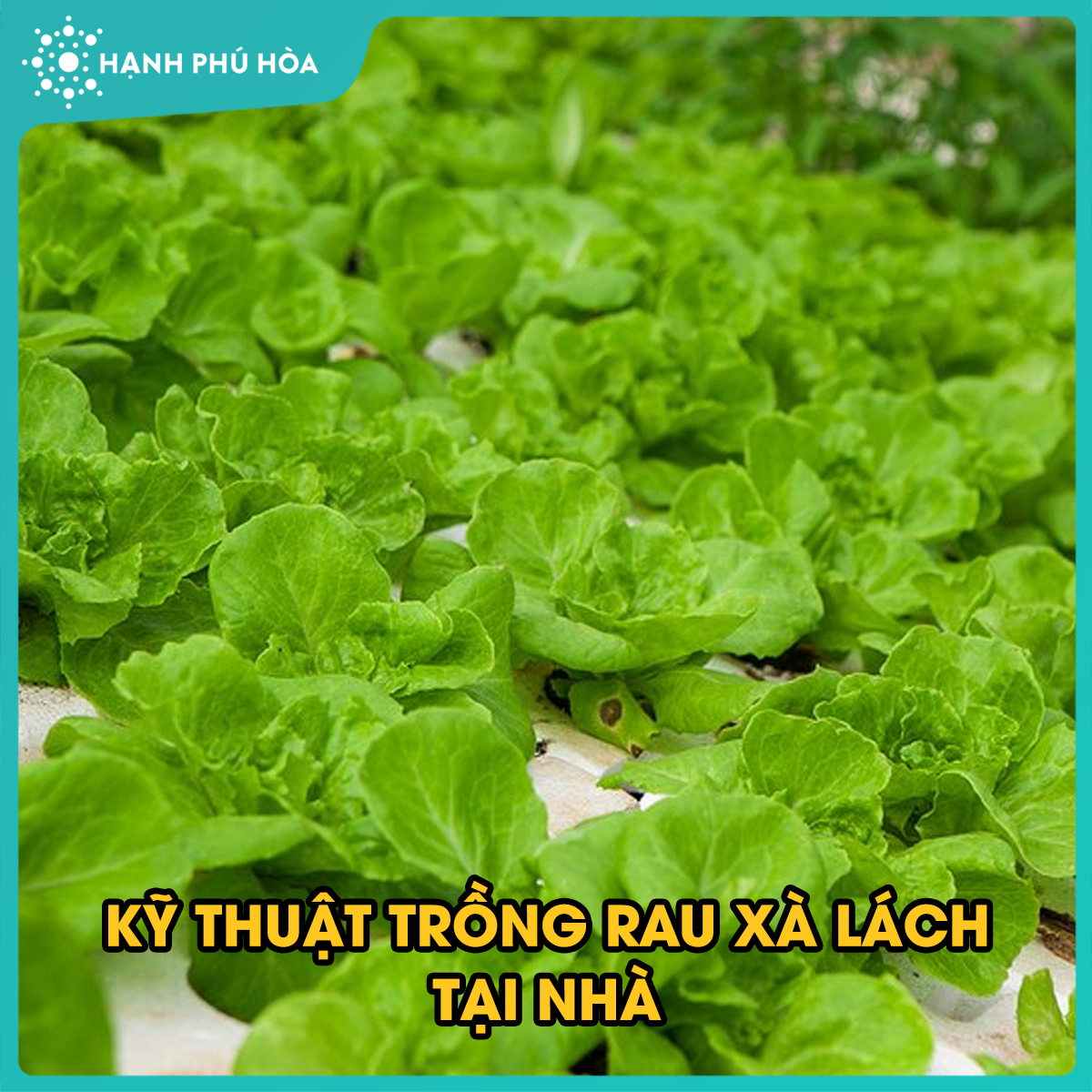 PHẦN 1: RAU XÀ LÁCH (RAU DIẾP)
