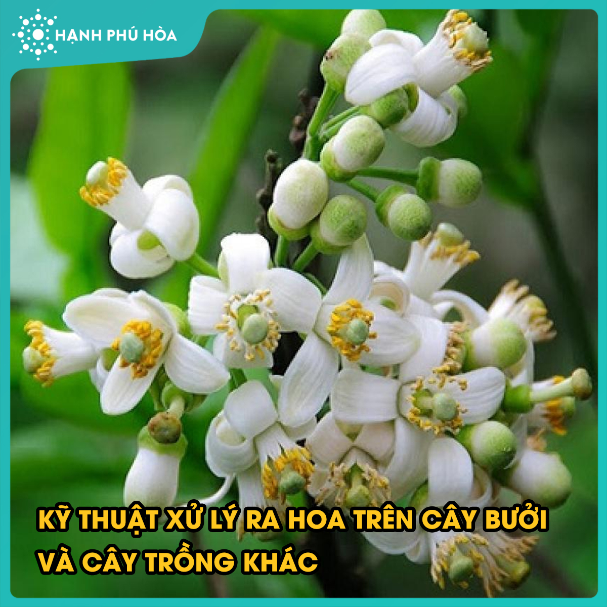 KỸ THUẬT XỬ LÝ RA HOA TRÊN CÂY BƯỞI VÀ CÂY TRỒNG KHÁC