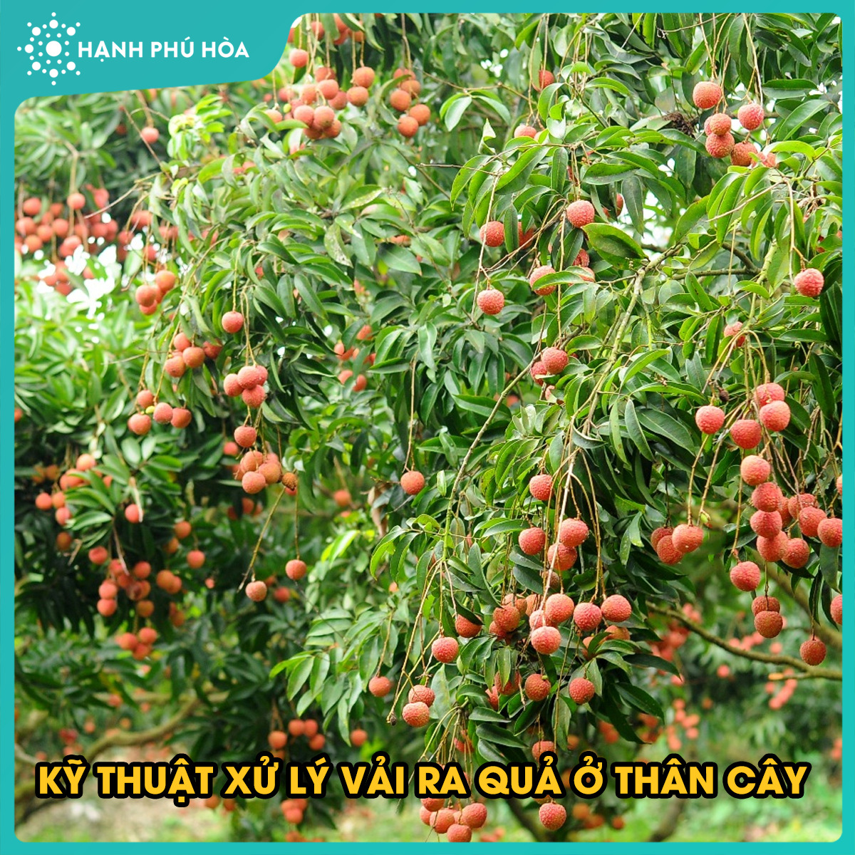 KỸ THUẬT XỬ LÝ VẢI RA QUẢ Ở THÂN CÂY
