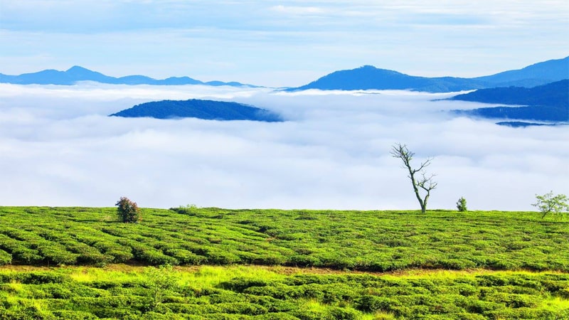 tour săn mây Đà lạt