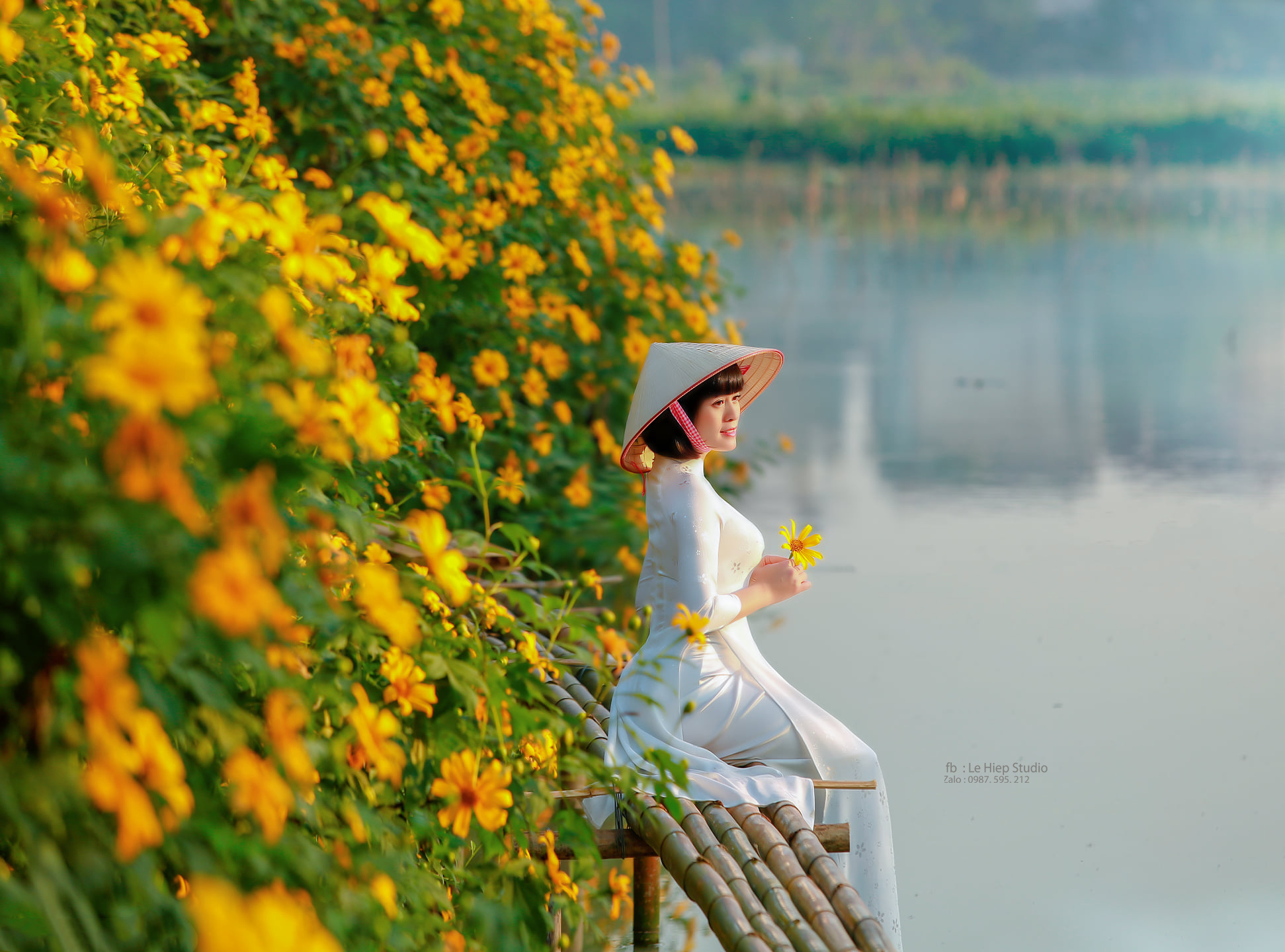 Hoa dã quỳ tại Madagui