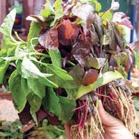 Rau dền cực tốt cho bé ăn dặm