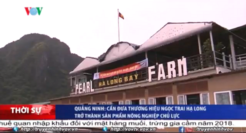Ngọc trai Hạ Long trên Chương trình thời sự của Kênh truyền hình Tiếng nói Việt Nam VOV TV