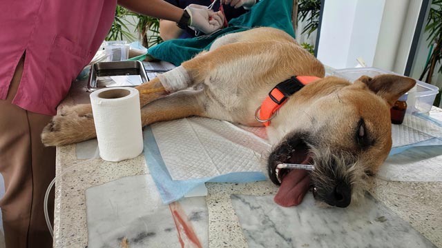 có nên thiến chó không là câu hỏi khá nhiều chủ nuôi băn khoăn