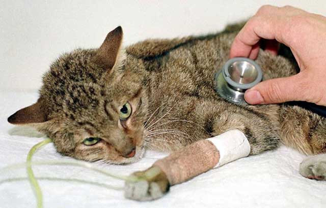 Con mèo được tìm thấy và sống lâu nhất sau trận động đất