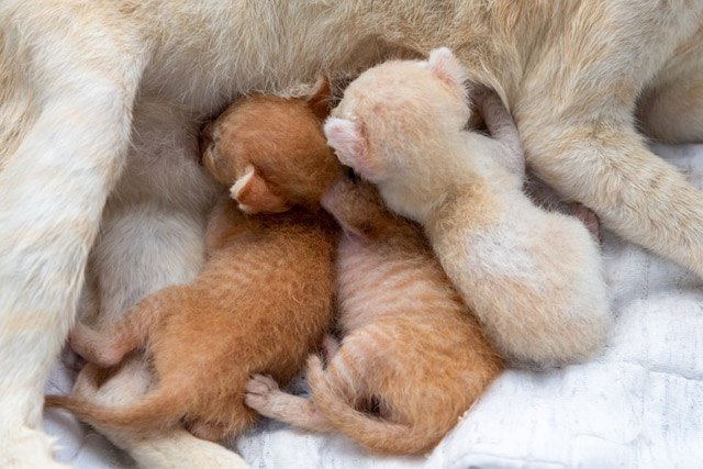 Mèo con uống sữa gì?