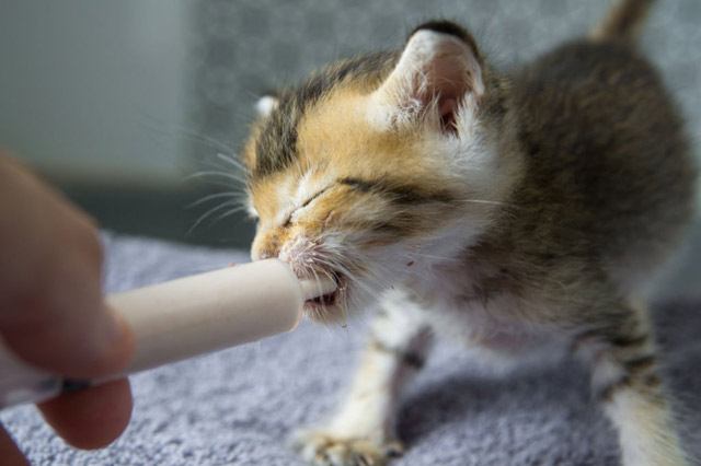Làm gì nếu mèo con không chịu uống sữa?