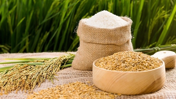 Nhà khoa học Việt tìm ra chất ức chế tế bào ung thư máu từ gạo