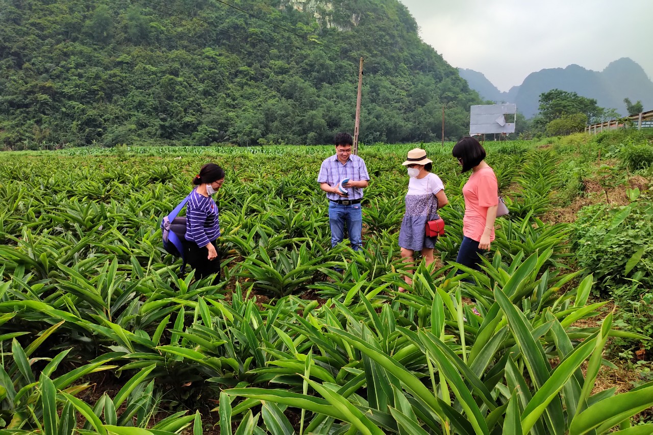 Kiểm tra mô hình vườn giống gốc và mô hình trồng cây riềng ấm (Alpinia zerumbet. Pers) tại Vĩnh Phúc và Lạng Sơn