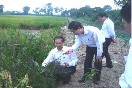 Khai thác và phát triển nguồn gen 4 giống lúa Đèo đàng, Pude, Blechau và Khẩu dao cho các tỉnh miền núi phía Bắc