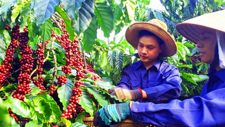 4 giải pháp cho nông nghiệp Tây Nguyên