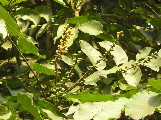 Nghiên cứu kỹ thuật gây trồng Xoay (Dialium cochinchinensis Pierre) và Huỳnh đường (Dysoxylum loureiri Pierre) cung cấp gỗ lớn cho vùng Tây Nguyên