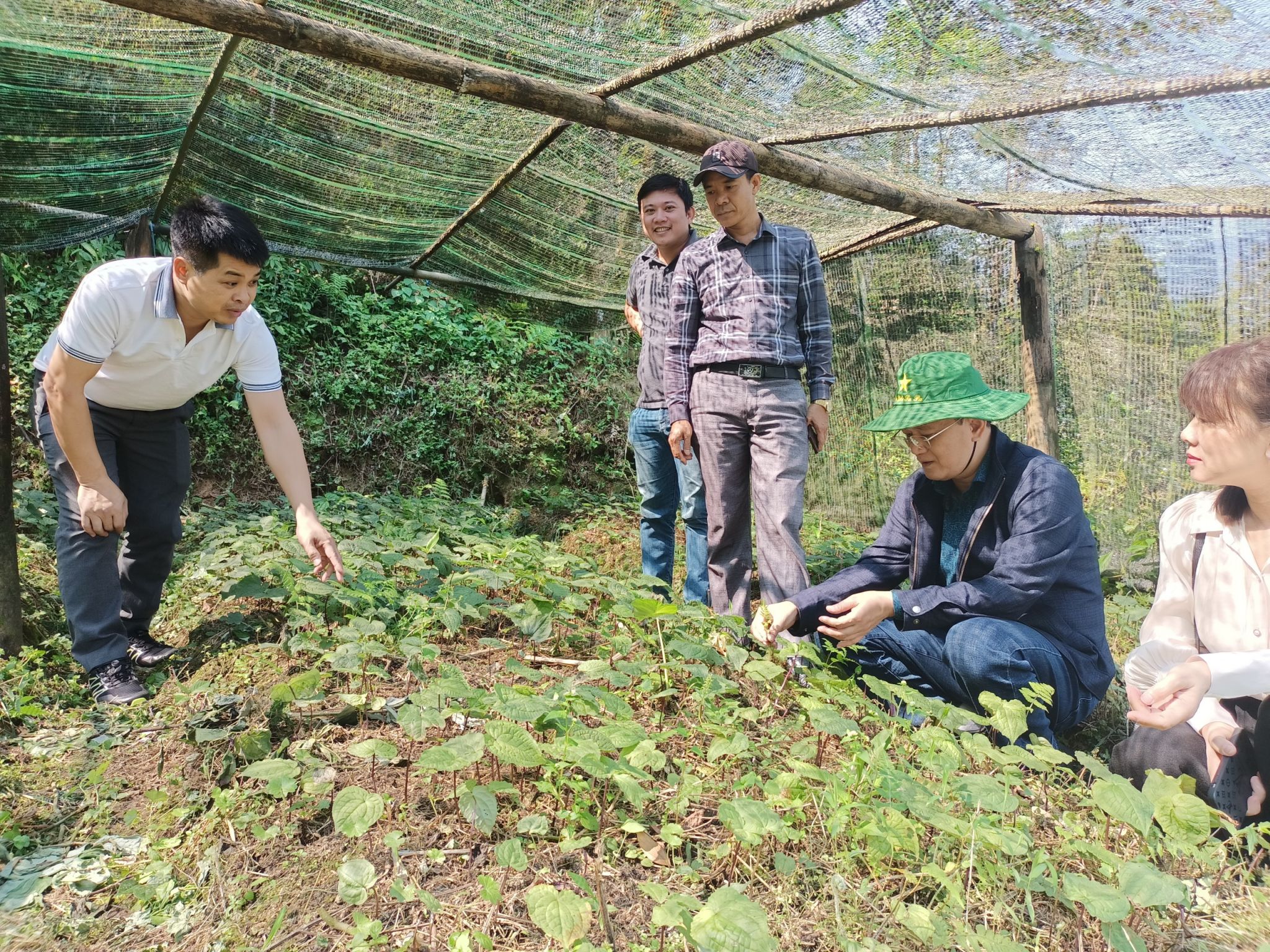 Kiểm tra các mô hình trồng cây Trọng lâu Việt Nam thuộc nhiệm vụ Quỹ gen cấp Quốc gia