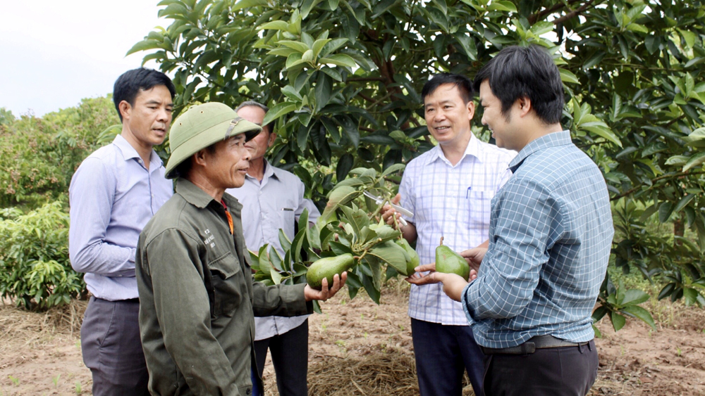 Mô hình trồng thử nghiệm một số giống bơ ở Bắc Giang đạt hiệu quả cao