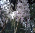Nghiên cứu tạo hạt cây lan dược liệu của Việt Nam dendrobium aphyllum phục vụ lưu giữ và nhân giống