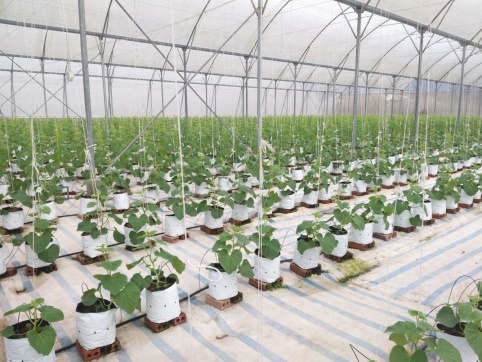 Viện Nghiên cứu và Phát triển vùng xây dựng 