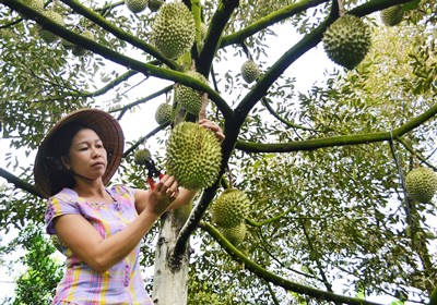 Tăng hiệu quả kinh tế nhờ lựa chọn các mô hình sản xuất phù hợp