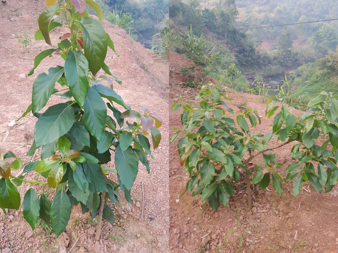 Viện Nghiên cứu và Phát triển Vùng triển khai trồng thử nghiệm một số dòng, giống bơ trong nước và nhập nội tại tỉnh Lạng Sơn