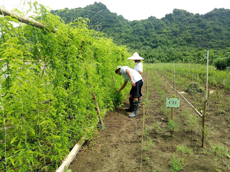 Nghiên cứu phát triển dược liệu Cam thảo đất và Cam thảo dây tại Gia Viễn, Ninh Bình