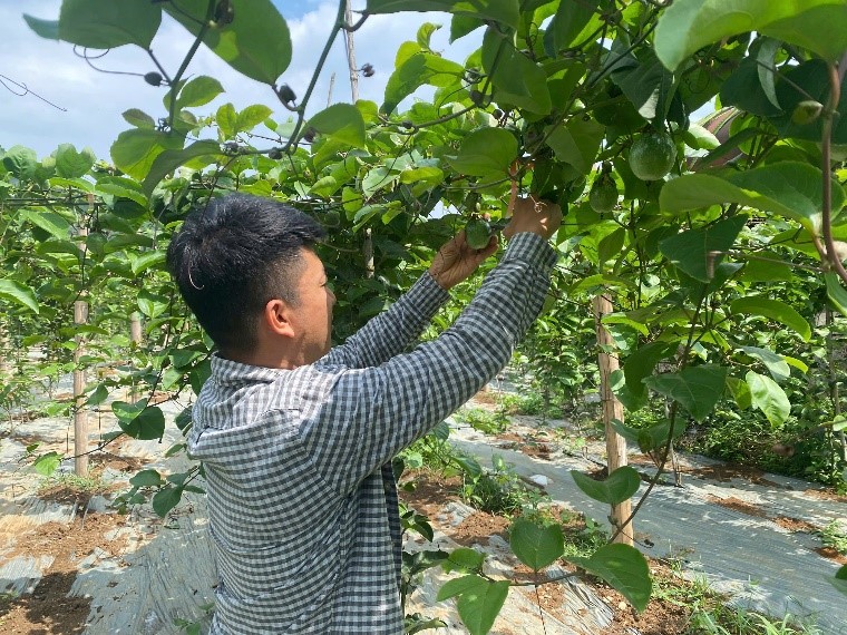 Nghiên cứu phân lập định tên chủng nấm gây bệnh đốm quả trên cây chanh leo tại tỉnh Sơn La và sử dụng một số biện pháp sinh học phòng trừ