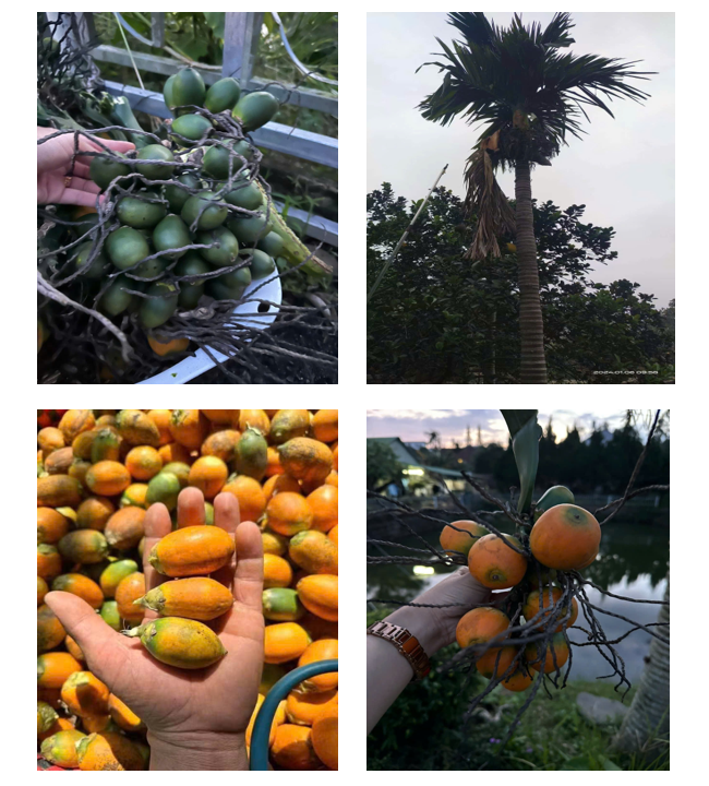 Đánh giá hiện trạng sản xuất và đặc điểm hình thái, chất lượng quả của một số giống cau tại Việt Nam