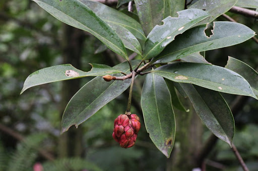 Đánh giá sinh trưởng và dự báo trữ lượng  Các lâm phần rừng trồng mỡ (Manglietia conifera)  ở Tuyên Quang