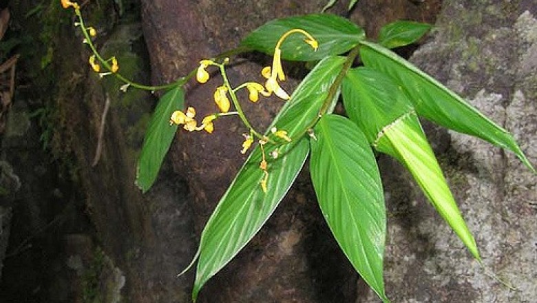 Nghiên cứu thành phần hóa học và hoạt tính sinh học của cây Ngải mọi (Globba pendula Roxb.) theo định hướng ứng dụng hỗ trợ điều trị các bệnh viêm xương khớp