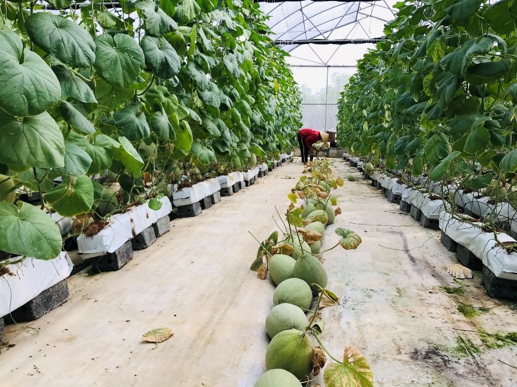 Trung tâm Thử nghiệm và Ươm tạo Công nghệ đẩy mạnh sản xuất nông nghiệp theo hướng hữu cơ