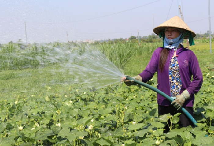 Hệ thống tưới ngầm kết hợp bón phân tự động