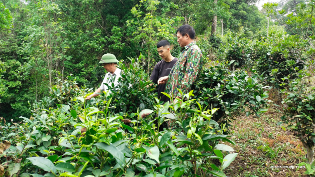 Kiểm tra tiến độ đề tài: “Nghiên cứu ứng dụng khoa học và công nghệ nâng cao giá trị và phát triển bền vững sản phẩm chè dưới tán hồi tại huyện Bình Gia”