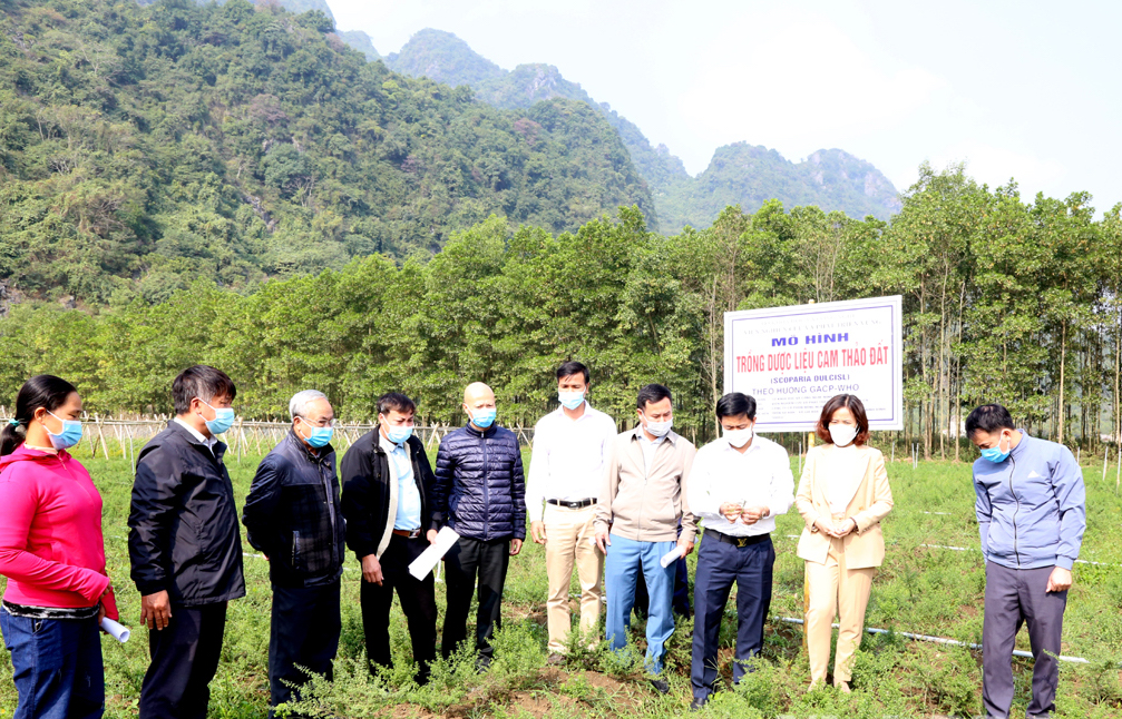 Hội thảo đầu bờ nhân giống, trồng cây cam thảo đất và cam thảo dây theo hướng GACP-WHO