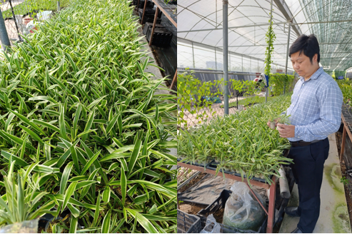 Tối ưu hóa công nghệ giá thể và chế độ dinh dưỡng NPK trong sản xuất cây cảnh tại Thạch Thành, Thanh Hóa