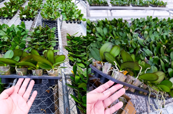 Hoàn thiện quy trình chăm sóc cây mía, chuối và lan Hồ Điệp nuôi cấy mô giai đoạn sau ra ngôi tại Thạch Thành, Thanh Hóa