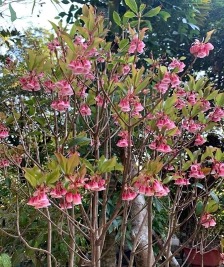 Nghiên cứu xây dựng quy trình kỹ thuật nhân giống cây Đào chuông Yên Tử (Enkianthus quinqueflorus Lour.)