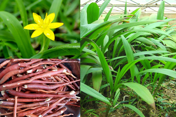 Xây dựng mô hình sản xuất giống invitro cây Sâm cau và trồng thử nghiệm tại Vườn Quốc gia Cát Bà
