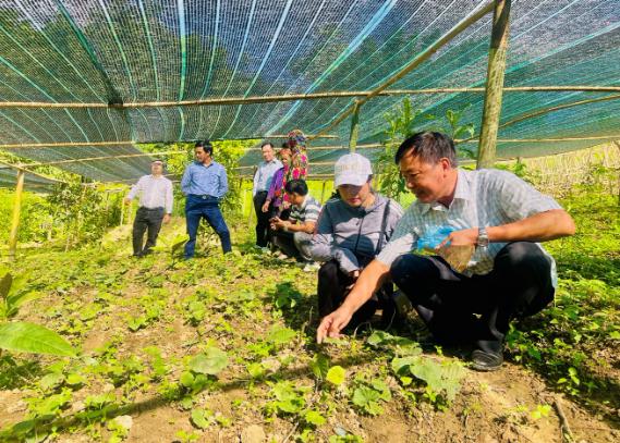 Kiểm tra tiến độ đề tài “Nghiên cứu bảo tồn và phát triển nguồn gen Lan một lá”