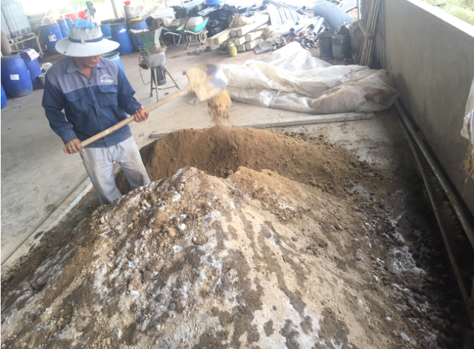 Ứng dụng chế phẩm Trichoderma ủ phân chuồng trồng thanh long hữu cơ