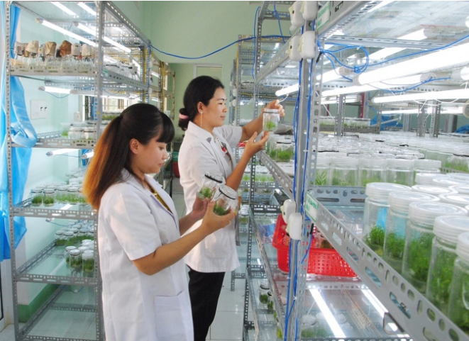 Trường kỳ nghiên cứu giống cây lâm nghiệp