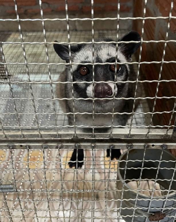 Nghiên cứu đánh giá khả năng sinh trưởng của loài cầy hương trong điều kiện nuôi nhốt tại Thạch Thành, Thanh Hóa