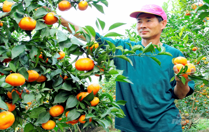 Tiếc cho một nghị quyết hụt về hỗ trợ cấp mã số vùng trồng