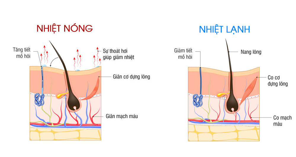 Tác dụng của nhiệt trên da