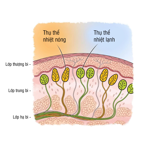 Các thụ thể cảm giác nhiệt