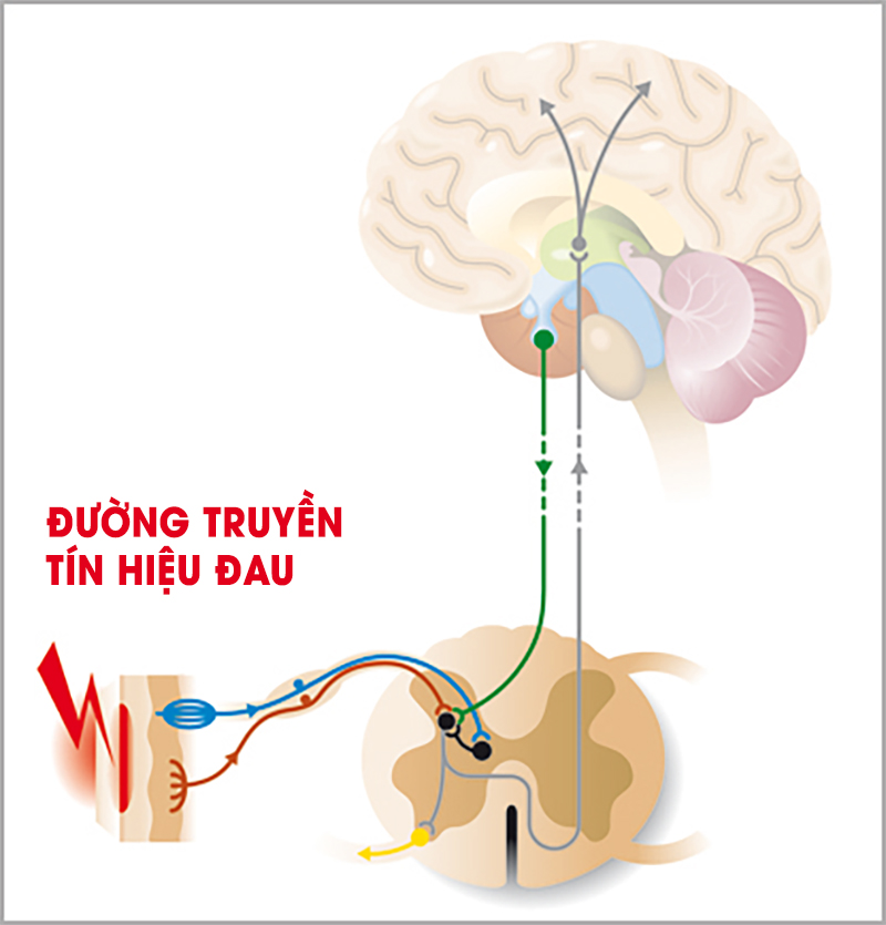 Đường truyền tín hiệu đau