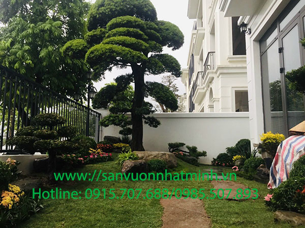 Quá trình để trồng một cây Tùng La Hán xanh tươi tốt theo thời gian