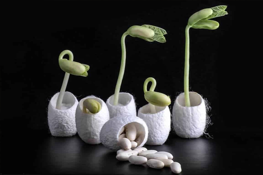 KÉN TƠ TRONG PHÁT TRIỂN CÔNG NGHỆ HẠT MẦM? LIỆU BẠN CÓ BIẾT