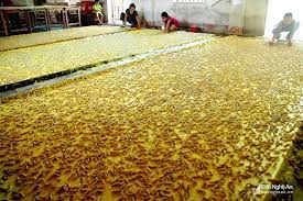 LÀNG NGHỀ XỨ NGHỆ - KỸ THUẬT NUÔI TẰM KIỂU MỚI