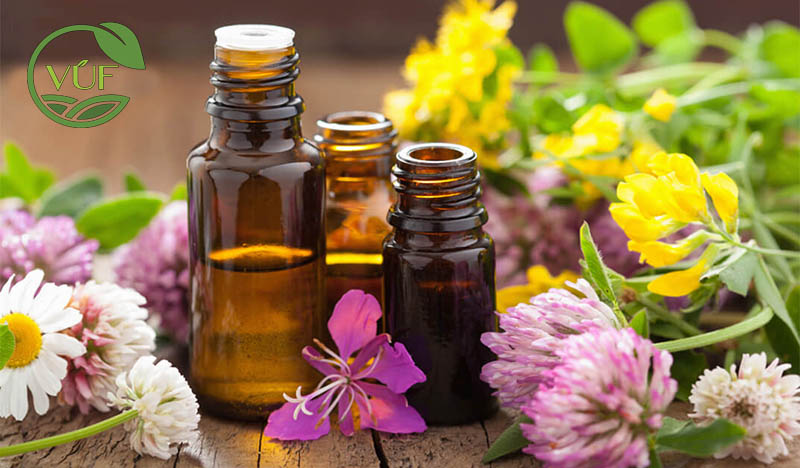 Tinh Dầu Là Gì? Tinh Dầu Oganic Là Gì?