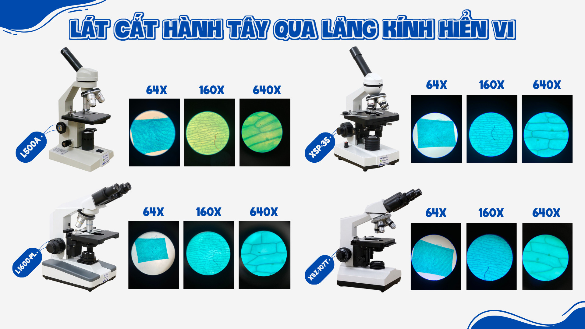 Lát cắt hành tây qua lăng kính hiển vi