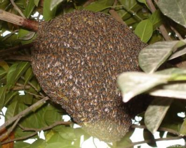 Thuốc từ ong mật