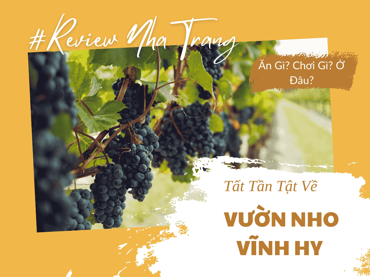 Vườn Nho Vĩnh Hy – Khám Phá Vẻ Đẹp Thơ Mộng Và Trải Nghiệm Độc Đáo